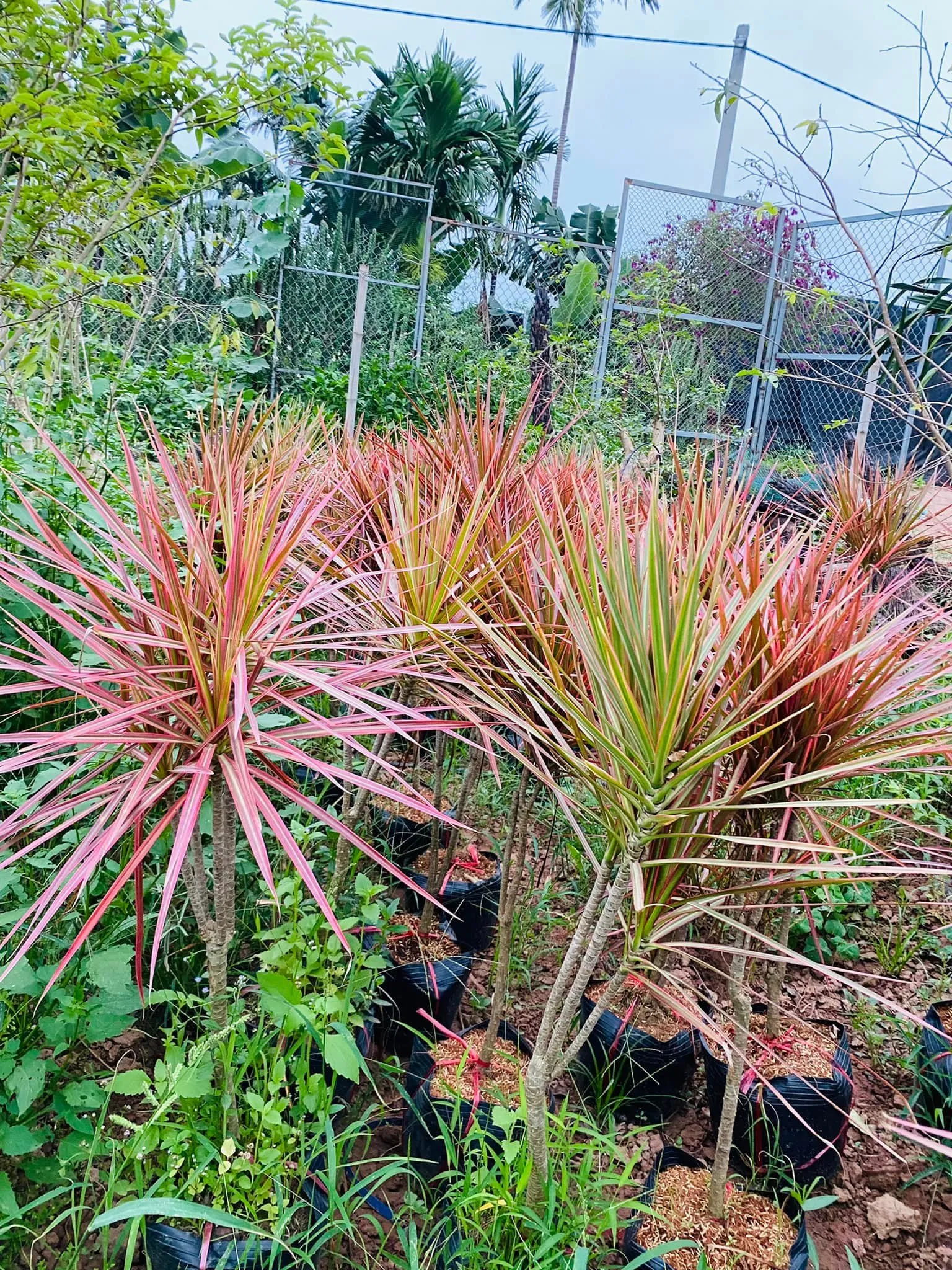 cây có thân và lá nhỏ nhắn