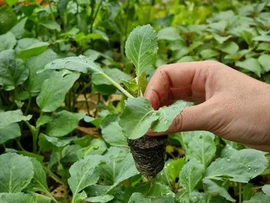 Kỹ thuật trồng cây con bắp cải vào chậu lớn theo đúng hướng dẫn