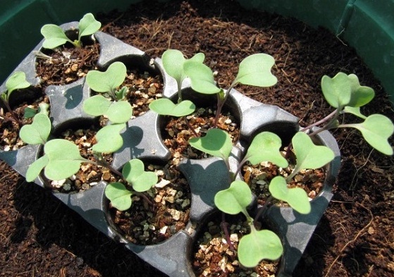 Cây con su hào khỏe mạnh đang được ươm trong luống đất tơi xốp