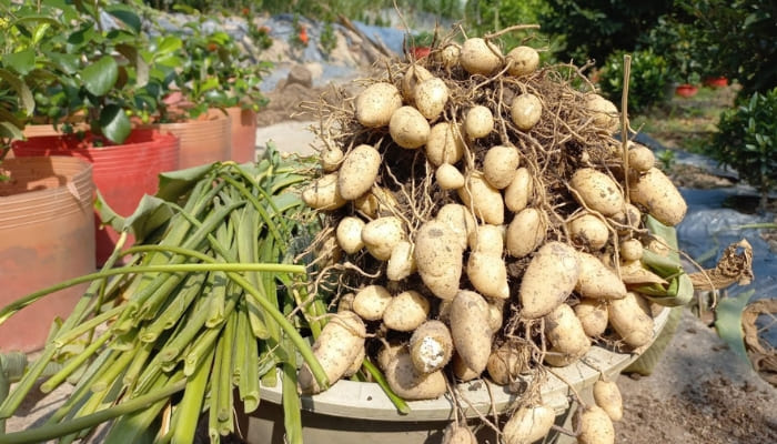 Cách Trồng Cây Củ Lùn Đạt Năng Suất Cao Và Củ Chất Lượng Cách Trồng Cây Củ Lùn Đạt Năng Suất Cao Và Củ Chất Lượng