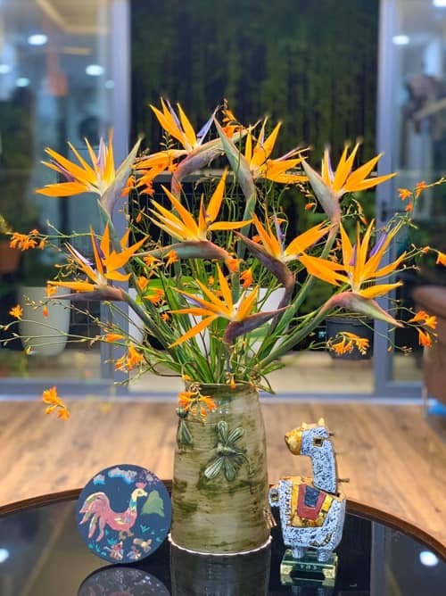 Cách Trồng Hoa Thiên Điểu: Kỹ Thuật Đạt Chuẩn Để Cây Ra Hoa Lớn