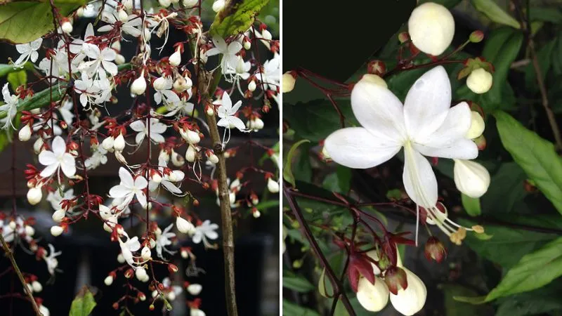 Dạ ngọc minh châu thuộc họ Cỏ roi ngựa, là biểu tượng của sự may mắn