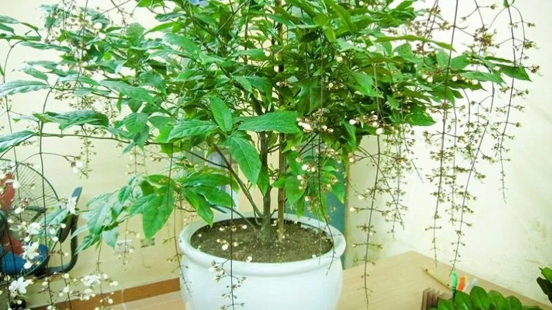 Hoa dạ ngọc minh châu trắng tinh khiết mang ý nghĩa phong thủy tốt lành