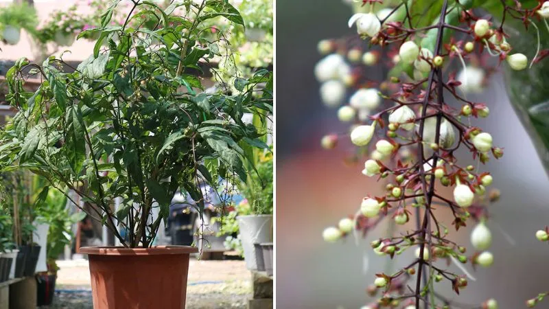 Việc chọn cây giống dạ ngọc minh châu chất lượng giúp cây phát triển tốt