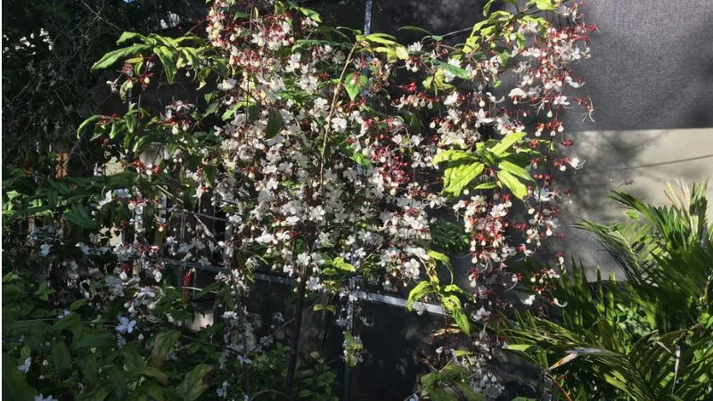 Chăm sóc cây dạ ngọc minh châu cần chú trọng đến ánh sáng và độ ẩm