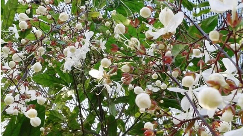 Hoa dạ ngọc minh châu nở rộ với những cánh trắng muốt