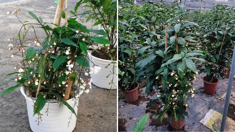 Những chậu dạ ngọc minh châu xanh mướt, xum xuê lá