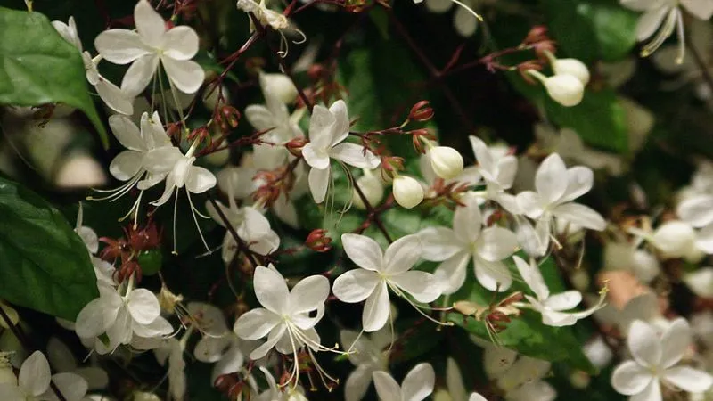 Cây dạ ngọc minh châu với những cánh hoa trắng muốt, thuần khiết