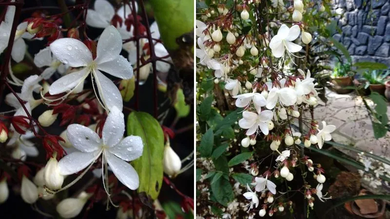 Nụ hoa dạ ngọc minh châu đẹp tựa những viên ngọc lung linh