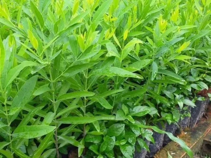 Cây đàn hương trắng giống chuẩn bị được đem trồng