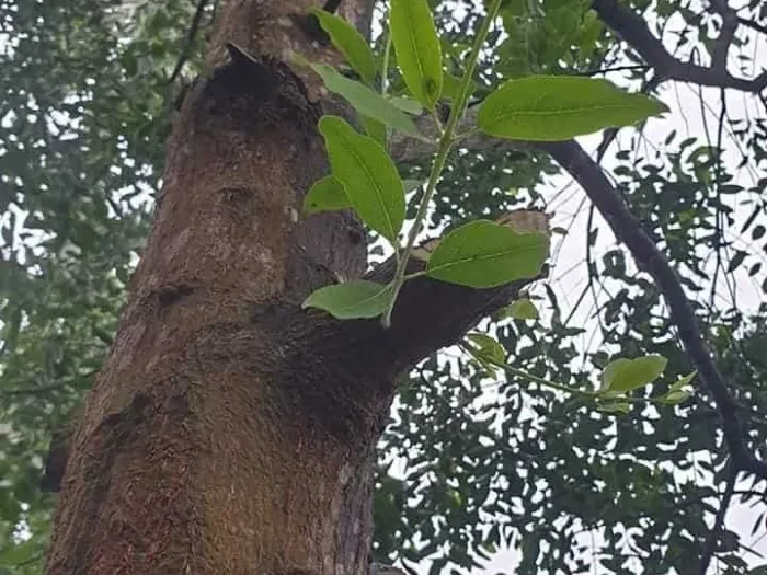 Phân loại gỗ đàn hương được sử dụng để chiết xuất tinh dầu và chế tác