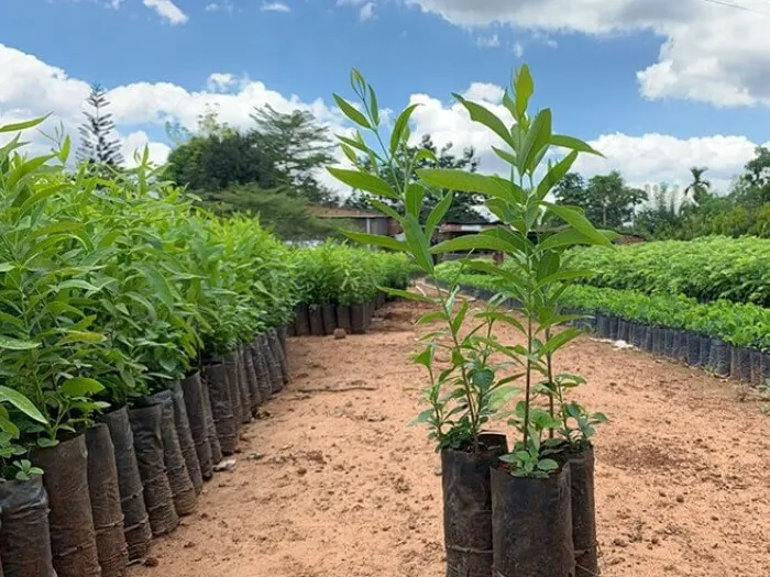 Hình ảnh cây đàn hương trắng giống đã có cây ký chủ đi kèm