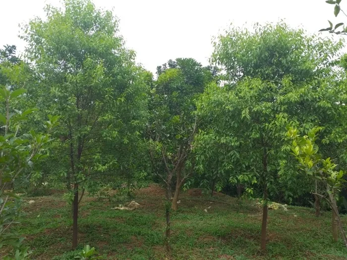 Tán lá đàn hương xanh tốt sau khi được chăm sóc kỹ thuật đúng cách