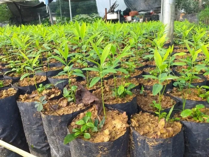 Đội ngũ chuyên gia kiểm tra chất lượng cây đàn hương giống