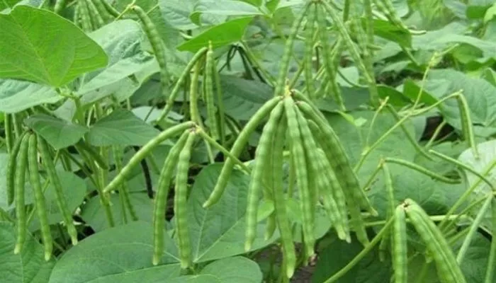 Cấu tạo rễ, thân, lá của cây đậu đen trong giai đoạn sinh trưởng