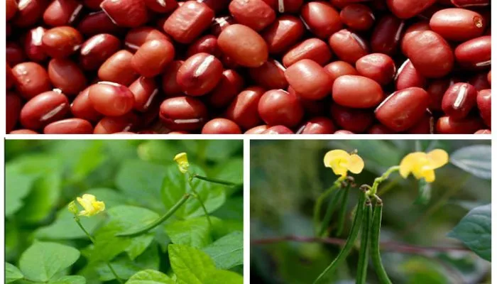 Cây đậu đỏ giúp chống oxi hóa