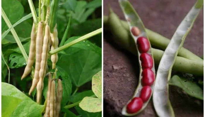 Cây đậu đỏ cung cấp nhiều vitamin bổ dưỡng