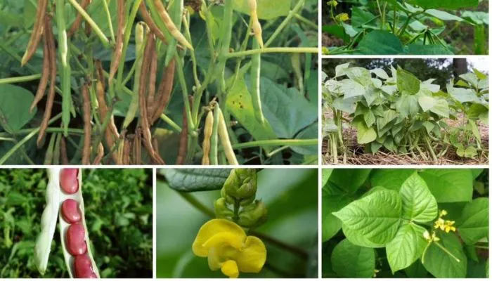 Tìm hiểu cây đậu đỏ