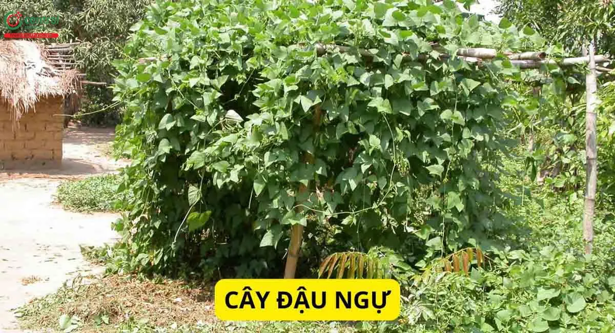 Đậu Ngự (Phaseolus lunatus L.)