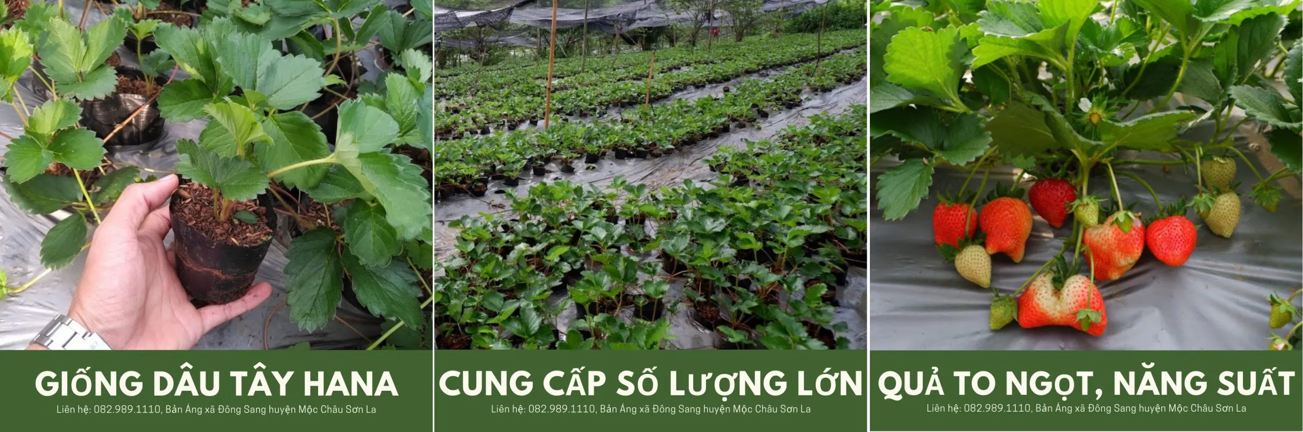 Mua cây dâu tây giống hana 082989110