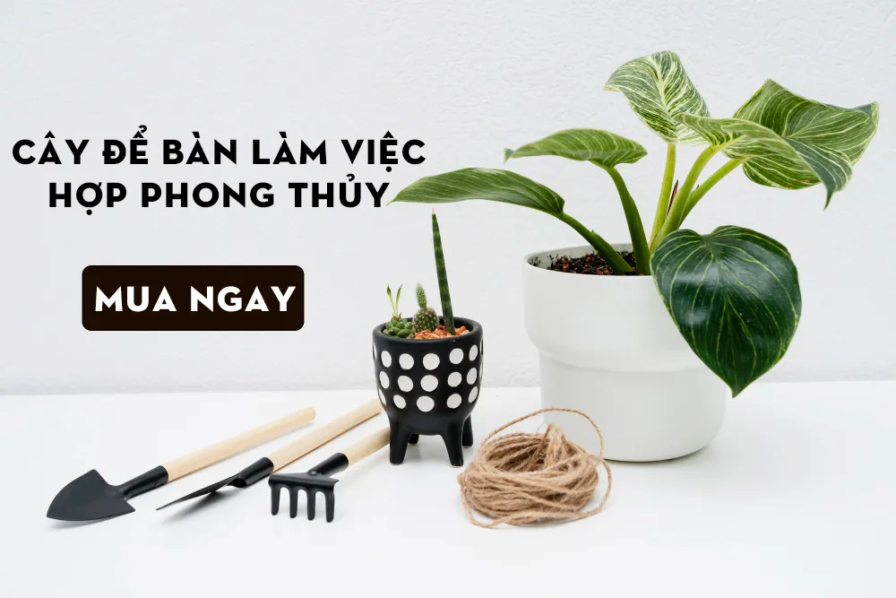 Mô hình cây cảnh để bàn làm việc hợp phong thủy