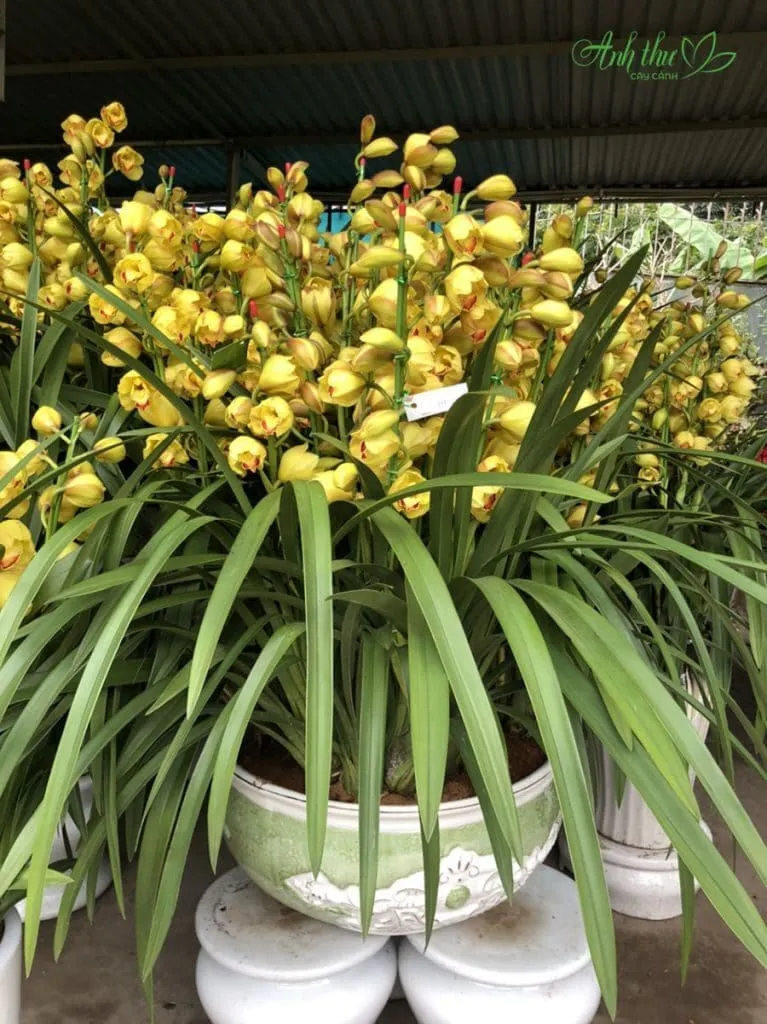 Cận cảnh chậu Địa Lan Hoàng Vũ được mệnh danh là vua của các loài hoa