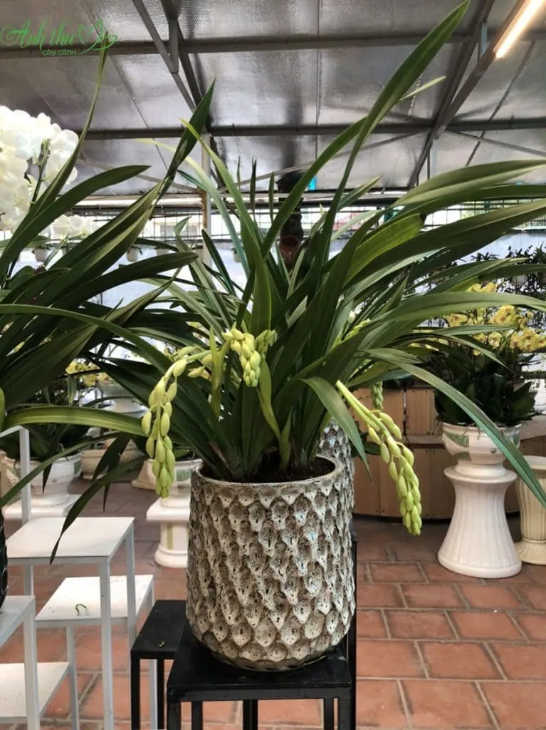 Hỗn hợp giá thể trồng Địa Lan có độ tơi xốp và thoát nước tốt