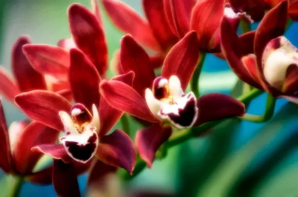 Cây hoa địa lan lai có cành hoa cao và đầy sức sống