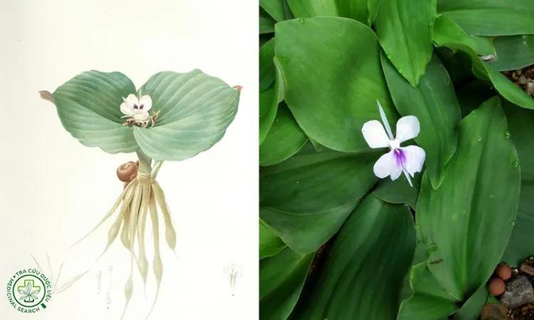 Hoa trắng có đốm tím đặc trưng của cây Địa Liền Kaempferia galanga L.