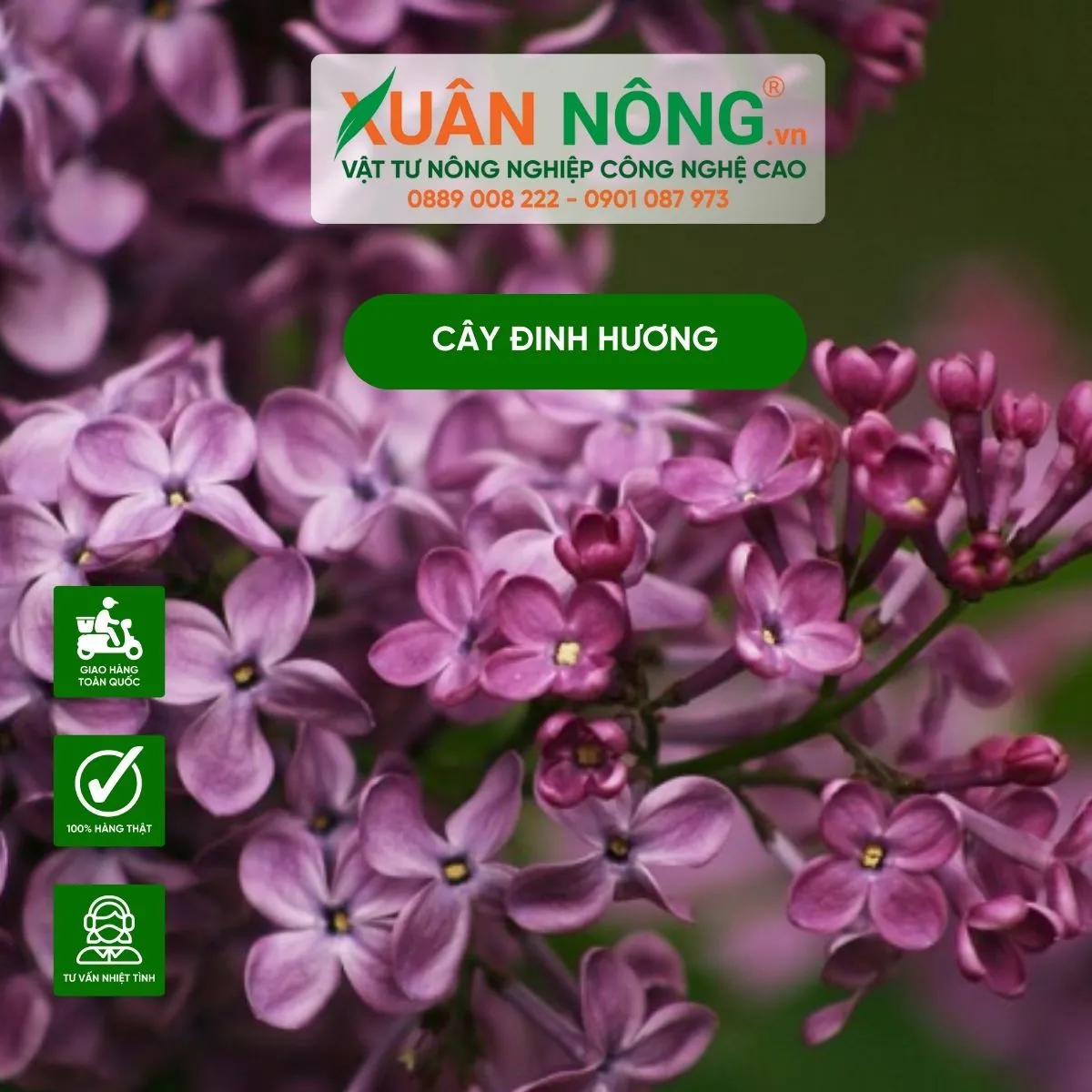 Cây Đinh Hương Syzygium aromaticum trưởng thành trong vườn