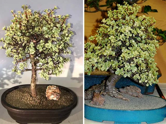 Sen đá đô la trắng có thể uốn nắn thành hình dáng bonsai nghệ thuật, đòi hỏi kỹ thuật cao