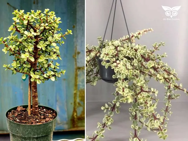 Cây sen đá đô la thân gỗ được trồng trong chậu lớn và chậu treo tạo dáng độc đáo