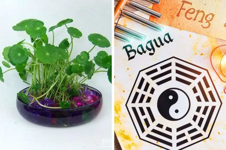 Cây Cỏ Đồng Tiền và ý nghĩa phong thủy tốt lành, đại diện cho điều may mắn, thịnh vượng