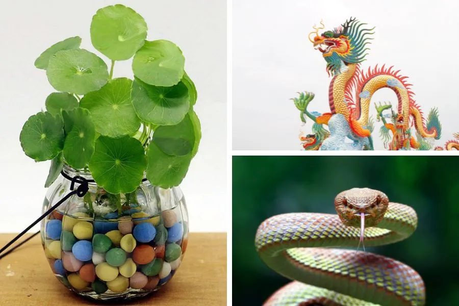 Cây Cỏ Đồng Tiền hợp tuổi gì: Hợp người tuổi Thìn, Tỵ