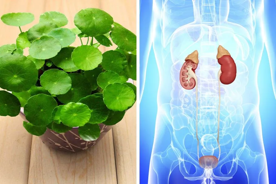 Cây Cỏ Đồng Xu có thể dùng làm dược liệu rất tốt cho đường tiết niệu