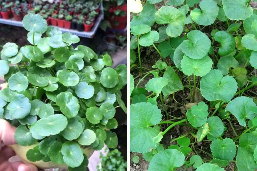 Cây Cỏ Đồng Tiền và Rau Má có những điểm khác nhau rõ rệt