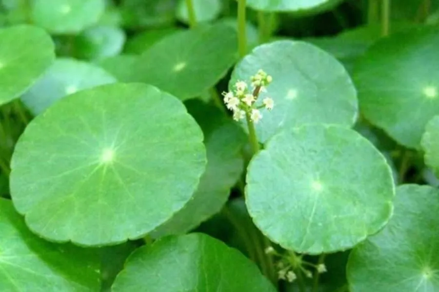 Cây Đồng Tiền có tác dụng xua đuổi muỗi, thanh lọc không khí