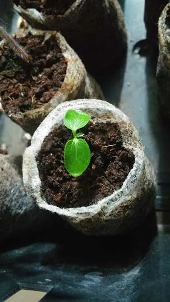 Cây đu đủ non đang được ươm trong bầu, chuẩn bị cho việc cấy trồng