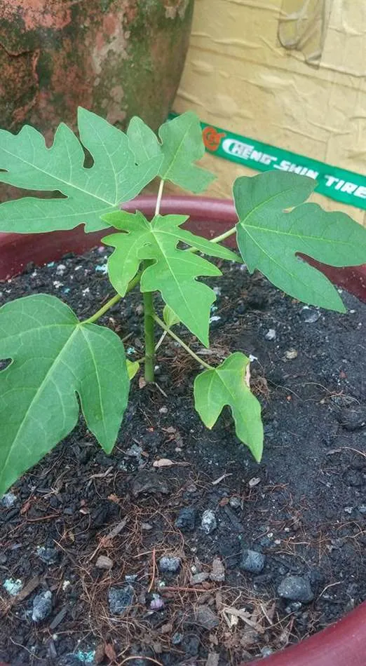 Cây đu đủ đã trưởng thành với nhiều quả, thể hiện sức sống của cây