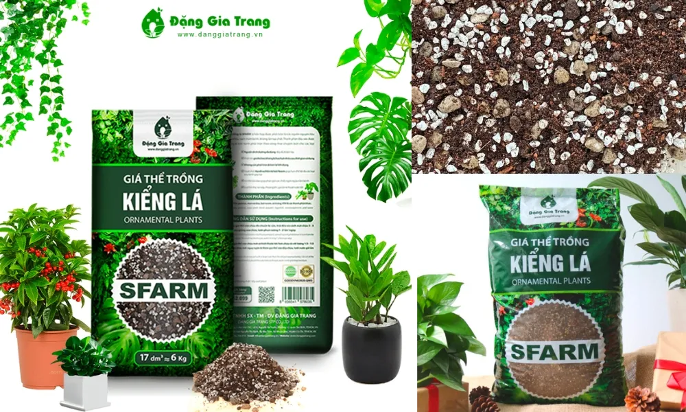 Giá thể trồng cây kiểng lá và hỗn hợp đất phù hợp để trồng cây dứa cảnh nến