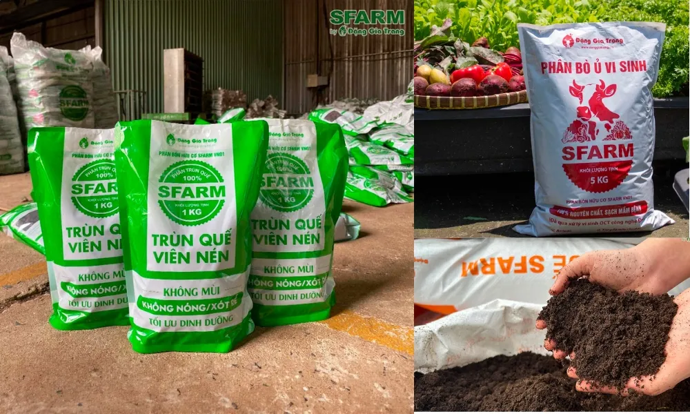 Phân hữu cơ và phân bón cần thiết để cây dứa cảnh nến ra hoa đẹp