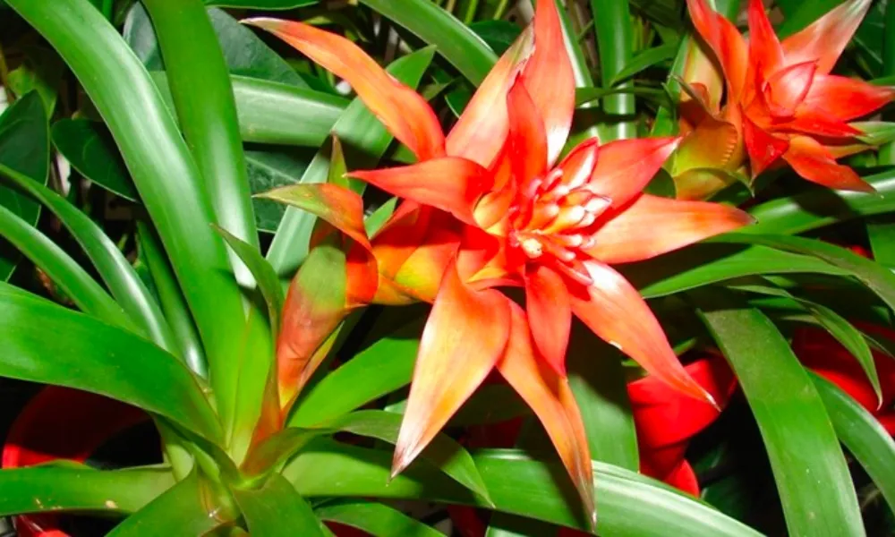 Cây dứa cảnh nến đỏ phù hợp với người mệnh Hỏa