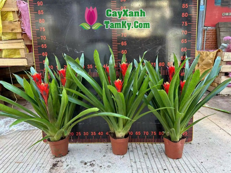 Cách Trồng Cây Dứa Cảnh Nến Đỏ Và Chăm Sóc Chuyên Sâu Tại Nhà