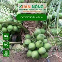 Cận cảnh cây giống dừa dứa khỏe mạnh, sẵn sàng cho việc trồng