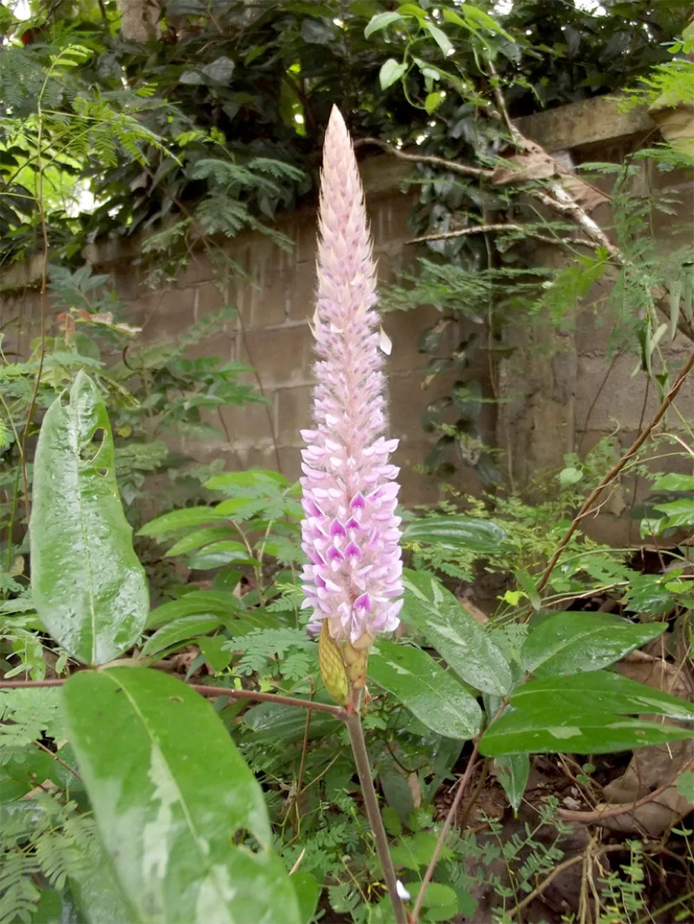 Cây Đuôi Chồn - Ý nghĩa, Cách trồng và chăm sóc