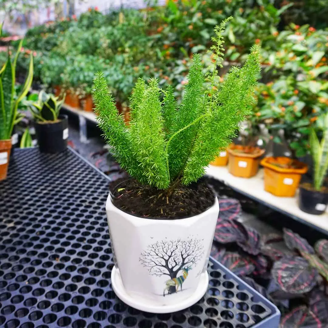 Cây Đuôi Chồn - Ý nghĩa, Cách trồng và chăm sóc