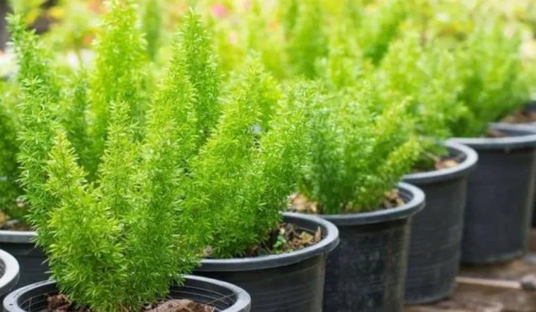 Cây Đuôi Chồn - Ý nghĩa, Cách trồng và chăm sóc