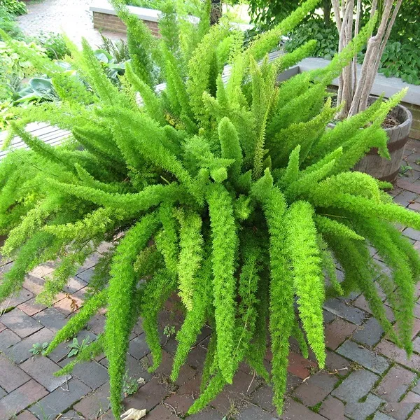 Cây Đuôi Chồn - Ý nghĩa, Cách trồng và chăm sóc