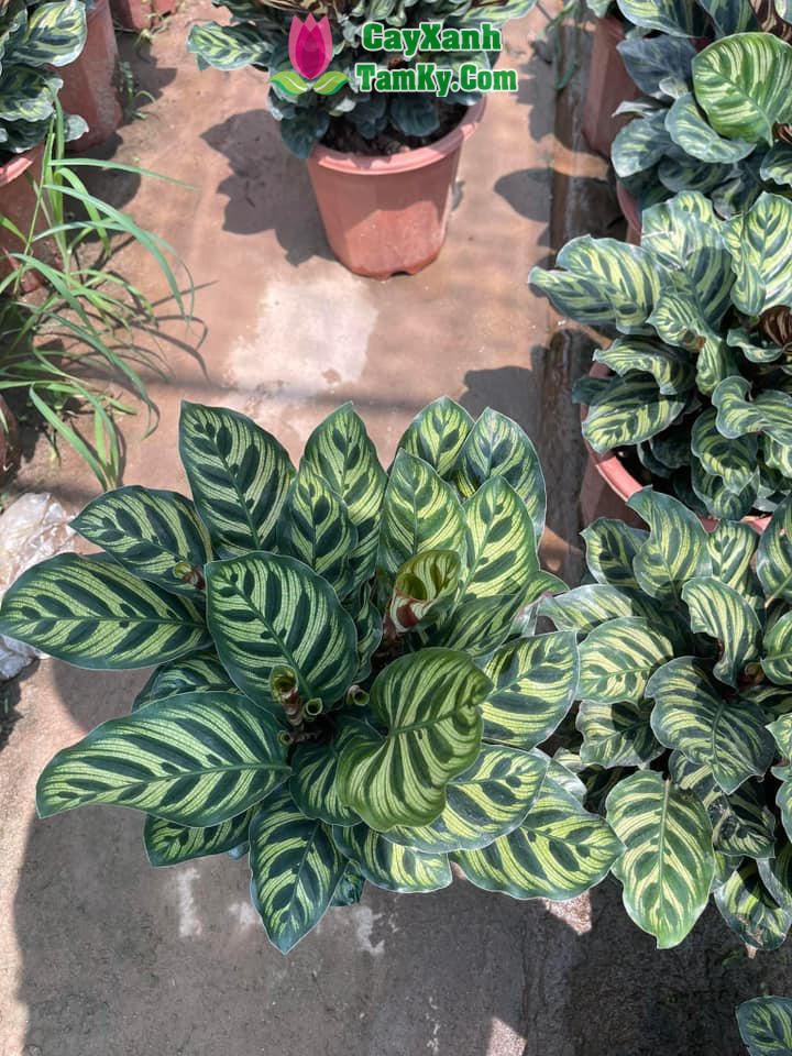 Cách Trồng Cây Đuôi Công Đúng Kỹ Thuật Và Chăm Sóc Toàn Diện Cách Trồng Cây Đuôi Công Đúng Kỹ Thuật Và Chăm Sóc Toàn Diện