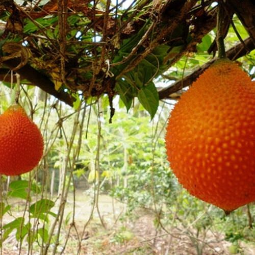 Cách Trồng Gấc Sai Quả: Hướng Dẫn Kỹ Thuật Chuyên Sâu Đạt Năng Suất Cao